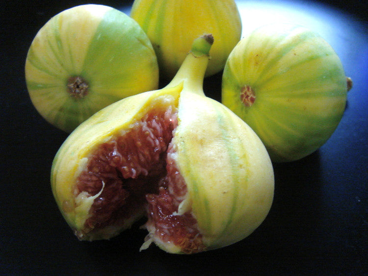 Figs